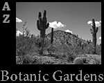 NatureAzPhoenixBotaticGardens