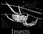 Insects