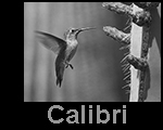 Calibri