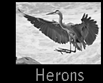 Heron