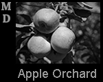 NatureAppleOrchard